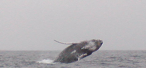 Ballena